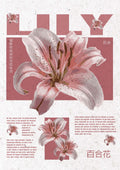 Lily